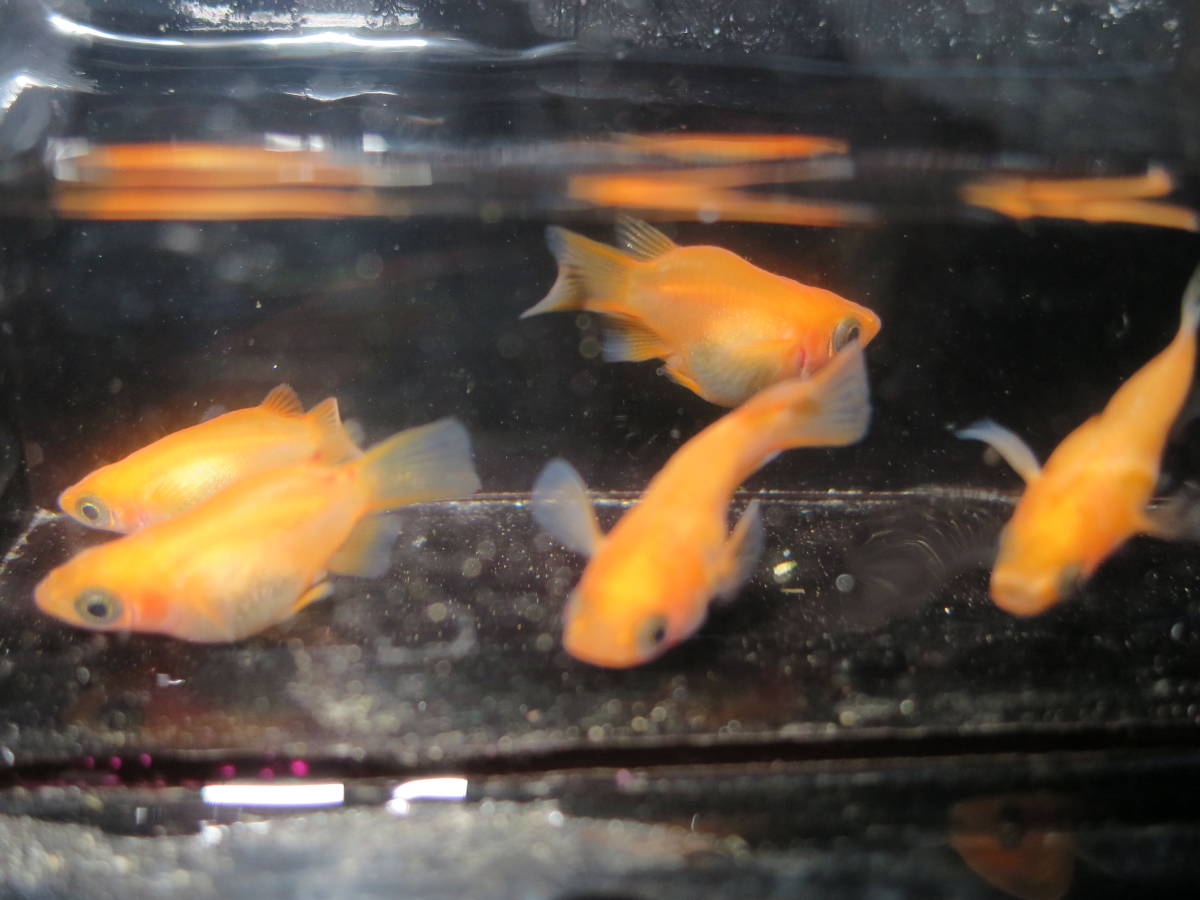 得価，人気 メダカ屋楓 現物出品 楊貴妃パンダダルマメダカ ５匹(めだか)｜売買されたオークション情報、yahooの商品情報をアーカイブ公開 - オークファン めだか