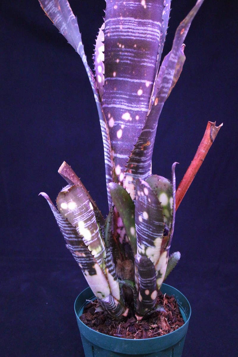 ドミンゴス マルティンス Domingo's Martins ビルベルギア Billbergia
