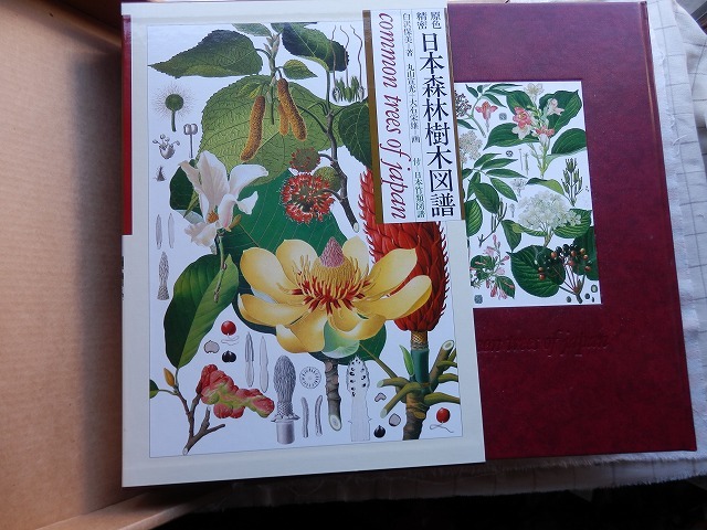 原色精密 日本森林樹木図譜 日本竹類図譜付 大型本 初版本 原色