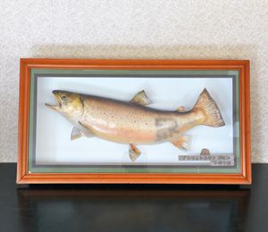 ブラウントラウト レプリカ 剥製 壁掛け しあがっ 