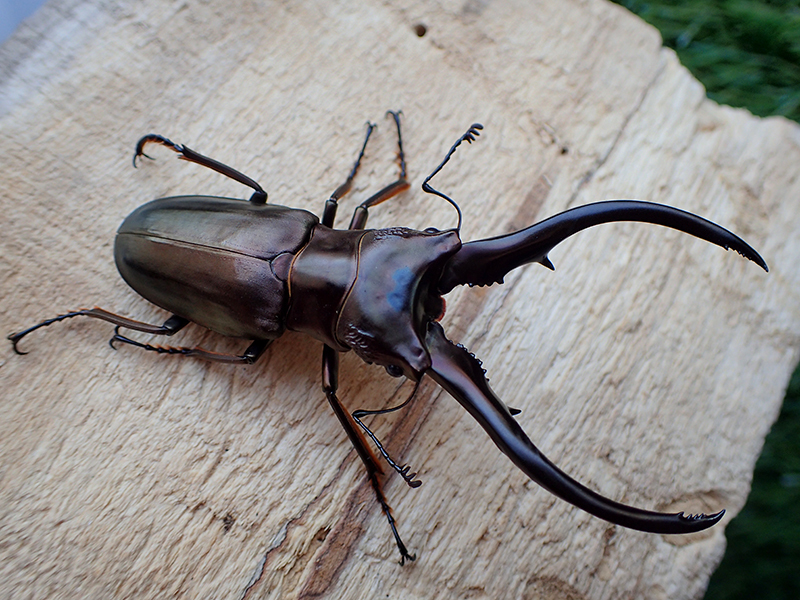 ★☆* モンギロン ホソアカ 5♂