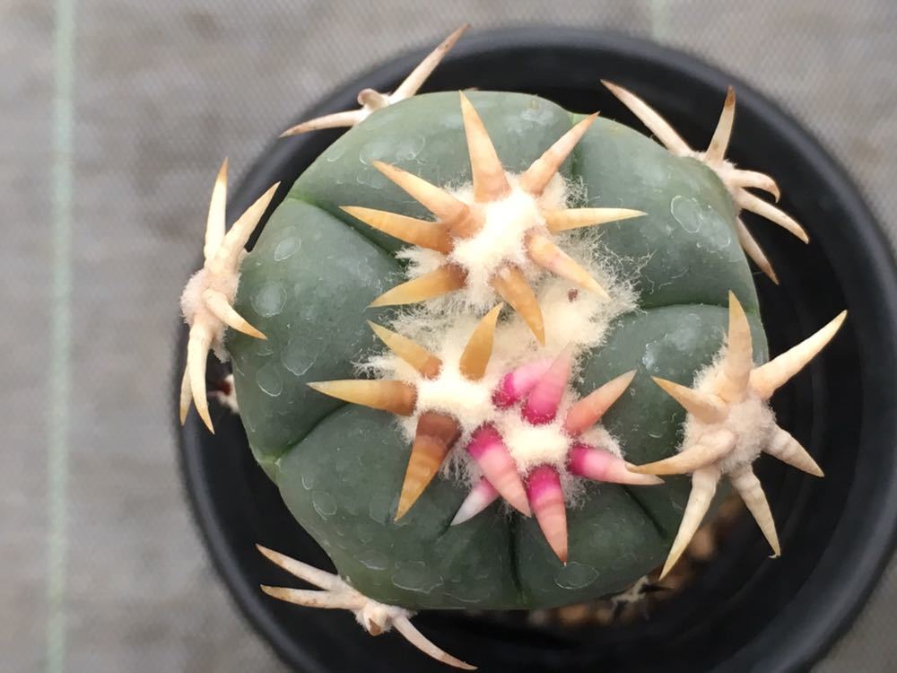 サボテン 太平丸 | horizonthalonius Echinocactus エキノカクタス 白