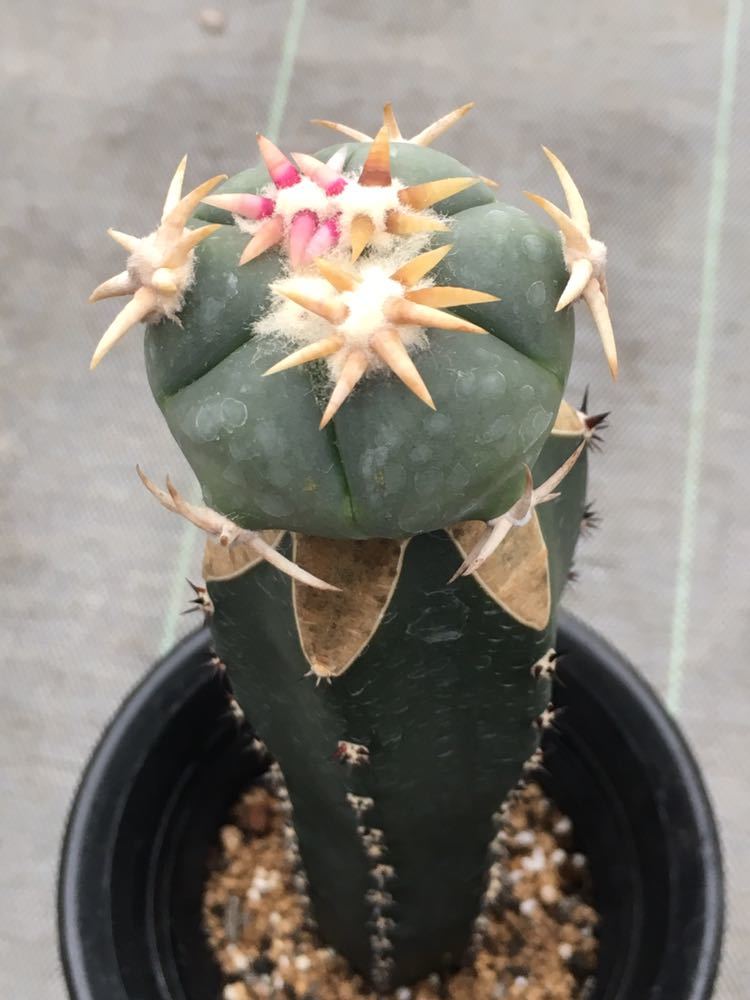 サボテン 太平丸 | horizonthalonius Echinocactus エキノカクタス 白