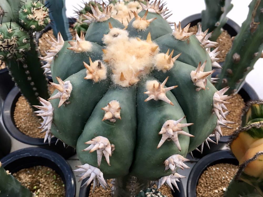 サボテン 太平丸 | horizonthalonius Echinocactus エキノカクタス 白