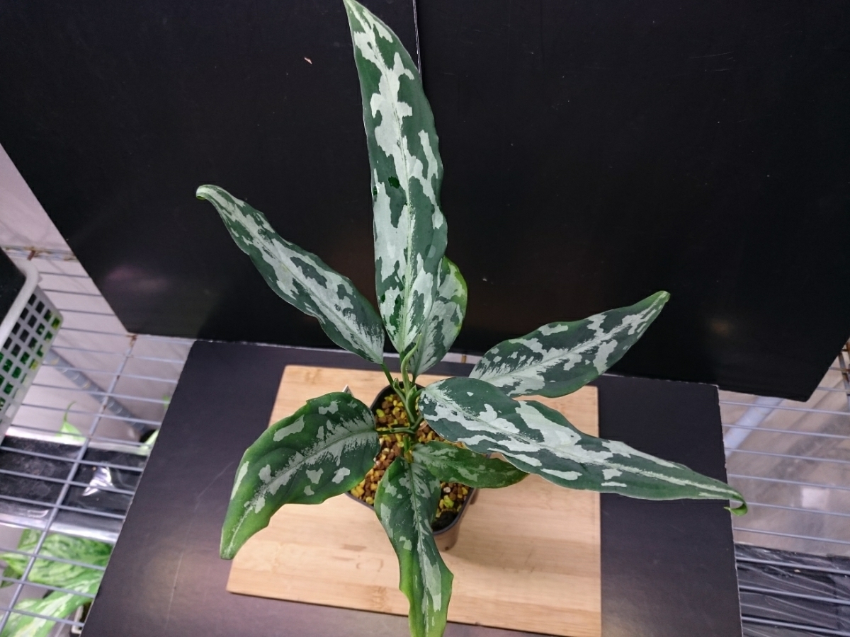 お買い得，豊富な銀3色 LA便アグラオネマ LA1115-02j Aglaonema pictum A しるば らいん Aceh sumatera(その他)｜売買されたオークション情報、yahooの商品情報をアーカイブ公開 - オークファン その他