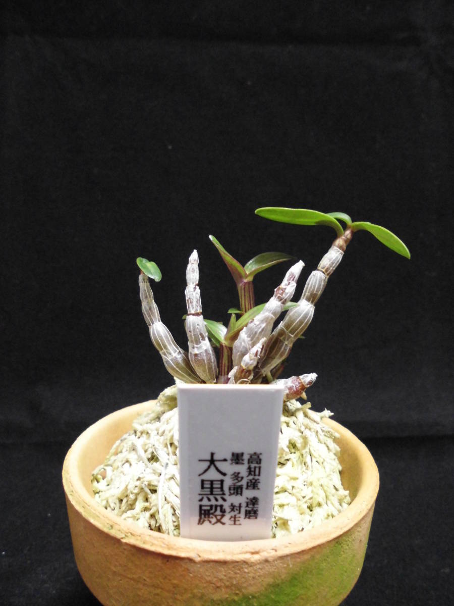 セッコク・長生蘭・山野草 【大黒殿】
