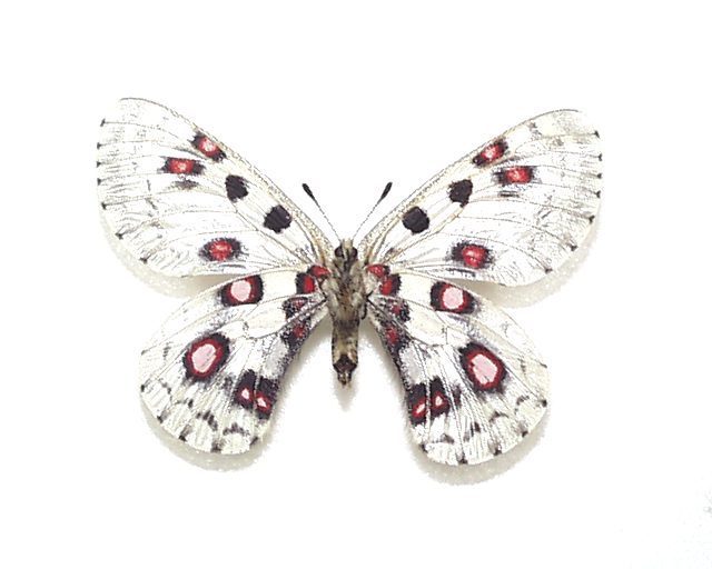 外国産蝶標本 オオアカボシウスバ A♀ 中国・青海省 産