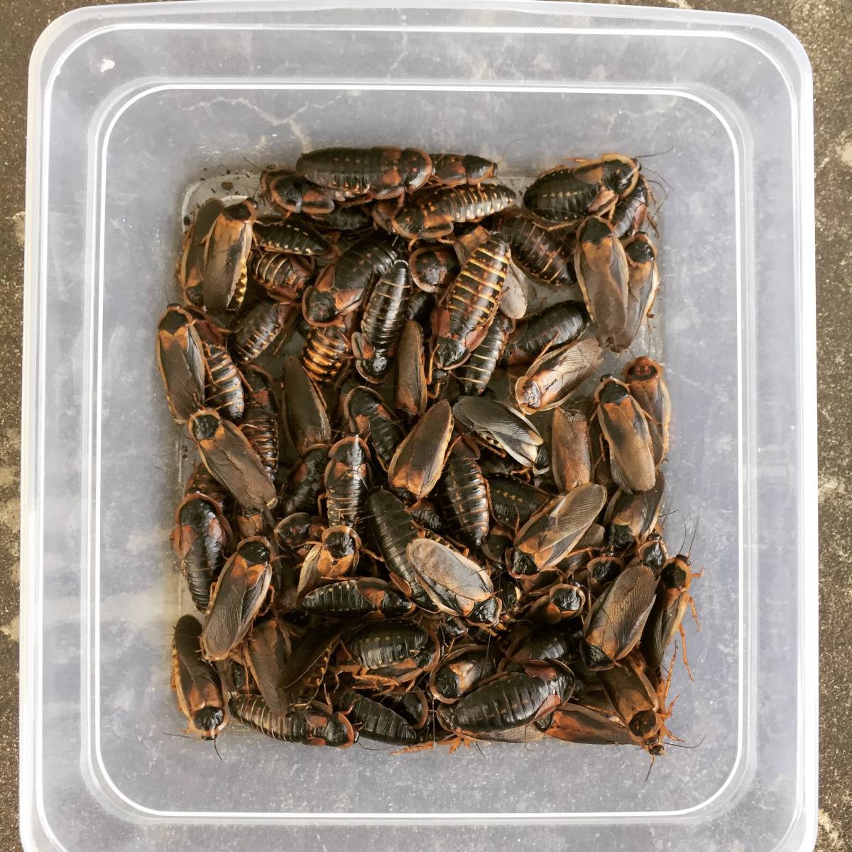 デュビア繁殖セット計135匹 成虫メス50匹 成虫オス70匹 死着保障15匹トカゲヤモリ 爬虫類熱帯魚 餌 レオパ フトアゴ エサ 売買されたオークション情報 Yahooの商品情報をアーカイブ公開 オークファン Aucfan Com