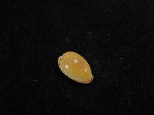 ビードロダカラ？　貝殻　標本 貝＊ 貝標本 ビードロダカラ b