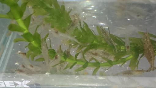 ☆静岡産ミナミヌマエビ　100匹稚エビが多くなっています。（10匹死着保障）※説明文を必ず読んでから 入札して下さい※_1