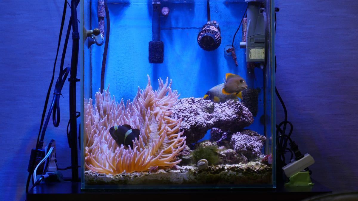 海水魚セット 引き取り限定 引退 熱帯魚 水槽 魚込み 海水 海水魚 水槽セット 40cm イソギンチャク 30cm 売買されたオークション情報 Yahooの商品情報をアーカイブ公開 オークファン Aucfan Com