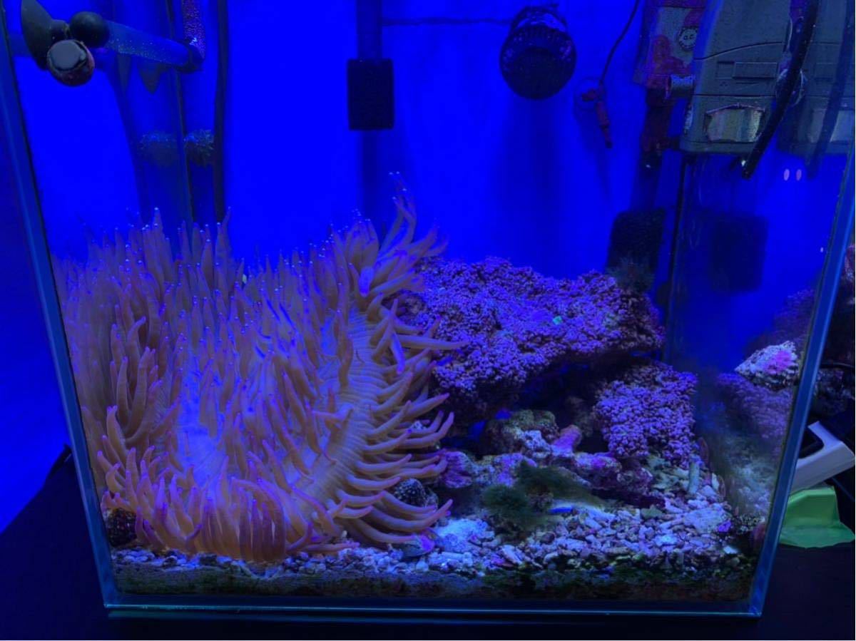 海水魚セット 引き取り限定 引退 熱帯魚 水槽 魚込み 海水 海水魚 水槽セット 40cm イソギンチャク 30cm 売買されたオークション情報 Yahooの商品情報をアーカイブ公開 オークファン Aucfan Com
