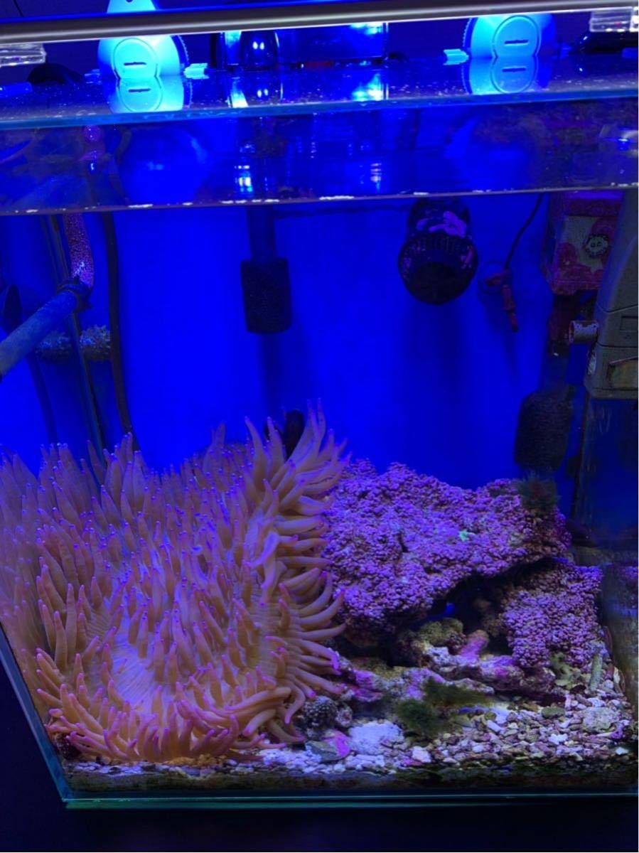 海水魚セット 引き取り限定 引退 熱帯魚 水槽 魚込み 海水 海水魚 水槽セット 40cm イソギンチャク 30cm 売買されたオークション情報 Yahooの商品情報をアーカイブ公開 オークファン Aucfan Com