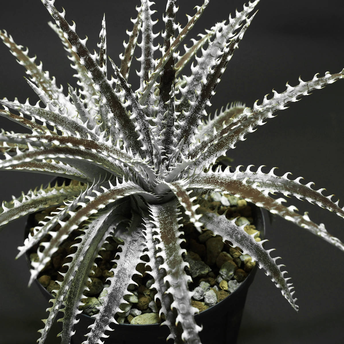 Dyckia 'Heaven & Hell' 　ディッキア ヘブンアンドヘル 