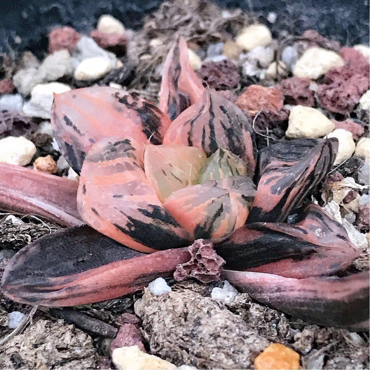 おすすめ特集の通販 ◇多肉植物/ハオルチア ☆大紫オブツーサ錦 赤斑