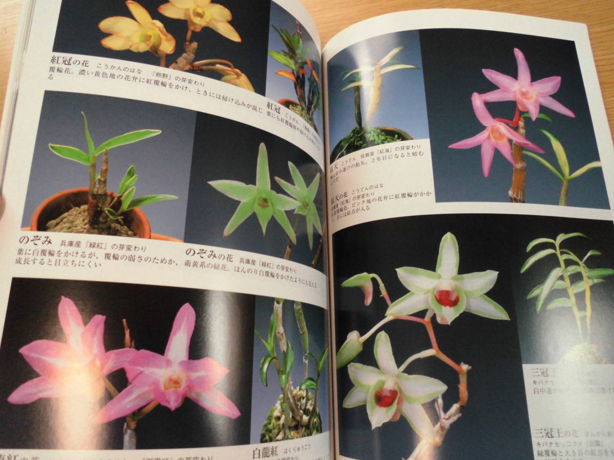 セッコク 長生蘭 山野草 石斛花尽くし 絶版 野草 植物 売買されたオークション情報 Yahooの商品情報をアーカイブ公開 オークファン Aucfan Com