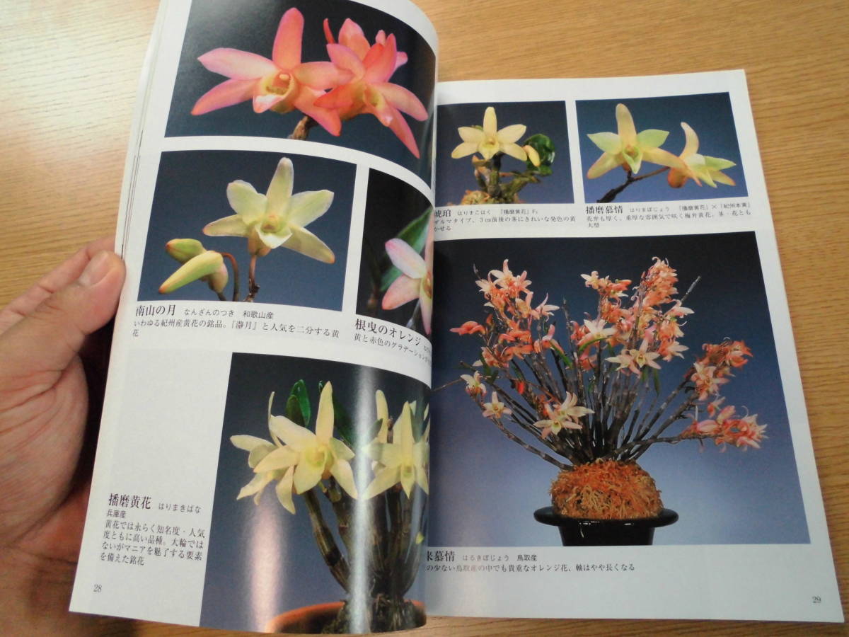 セッコク 長生蘭 山野草 石斛花尽くし 絶版 野草 植物 売買されたオークション情報 Yahooの商品情報をアーカイブ公開 オークファン Aucfan Com