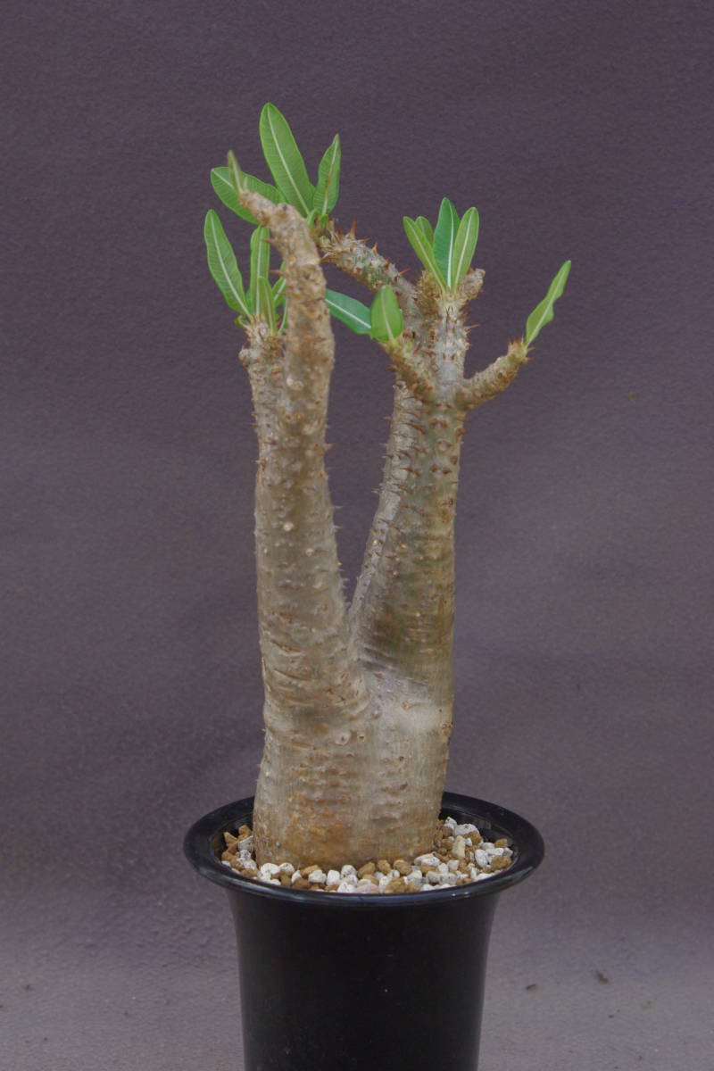 パキポディウム マンドリツァラ　Pachypodium rosulatum var. Mandritsara