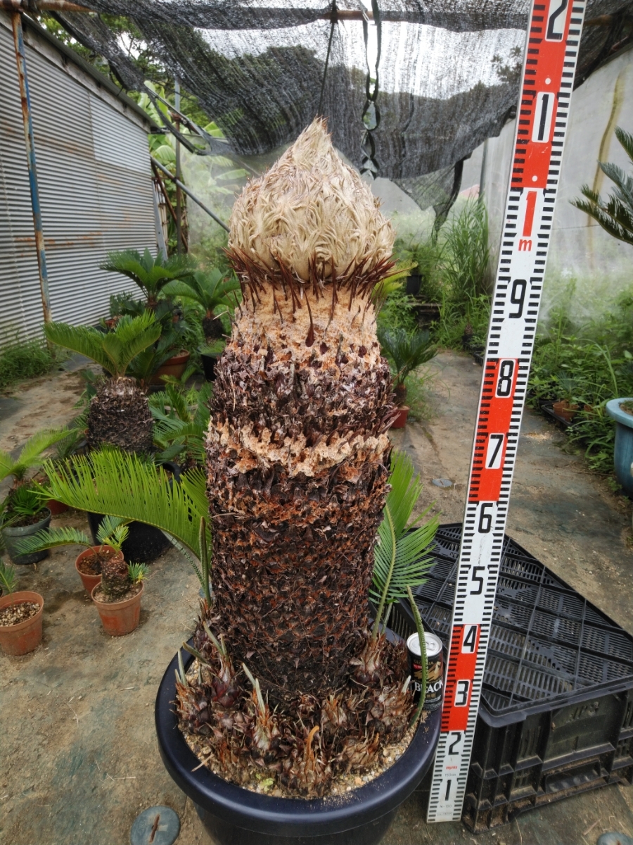 原木ソテツ雌樹 特大 抜苗発送 奄美大島産蘇鉄 ソテツ特大。 大 奄美