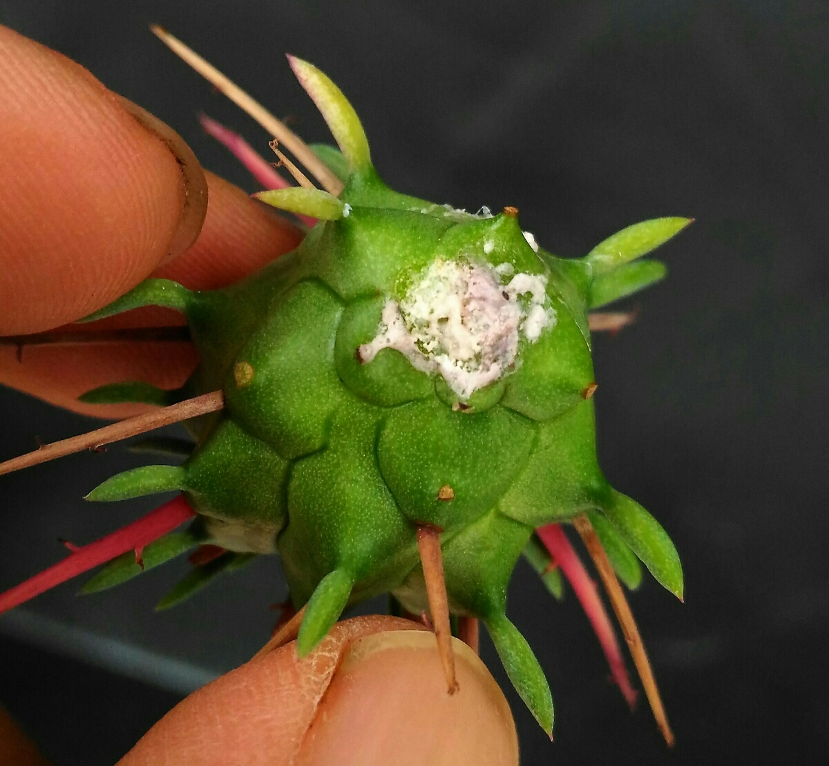 観葉植物 ユーフォルビア 紅雷冠×群星冠 激レア