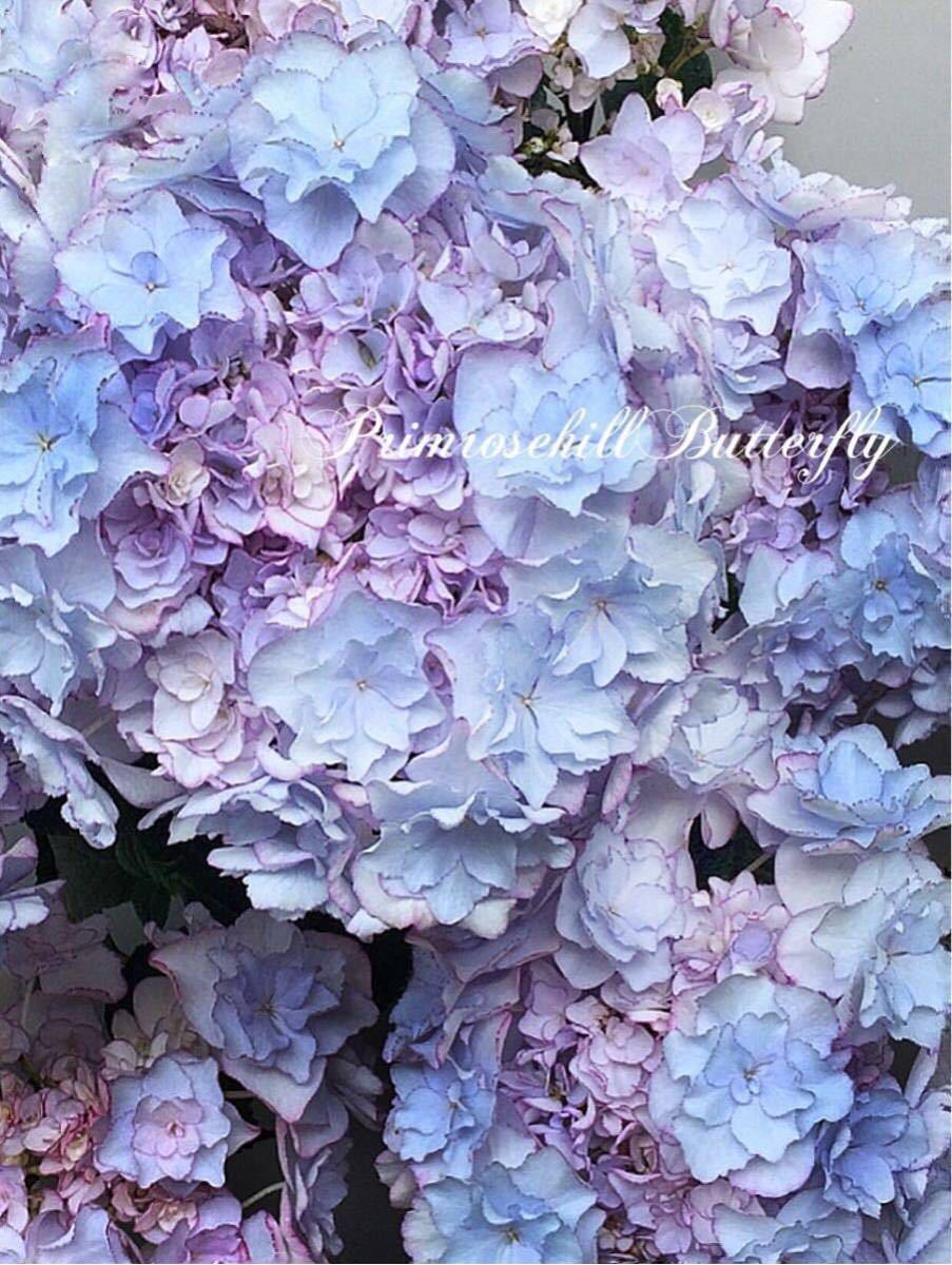 ★1円スタート★豪華 完売品種★KEIKO BLUE★ケイコブルー 正規品★ 