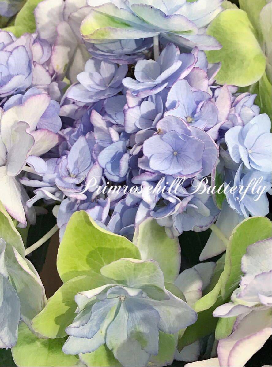 ★1円スタート★豪華 完売品種★KEIKO BLUE★ケイコブルー 正規品★ 