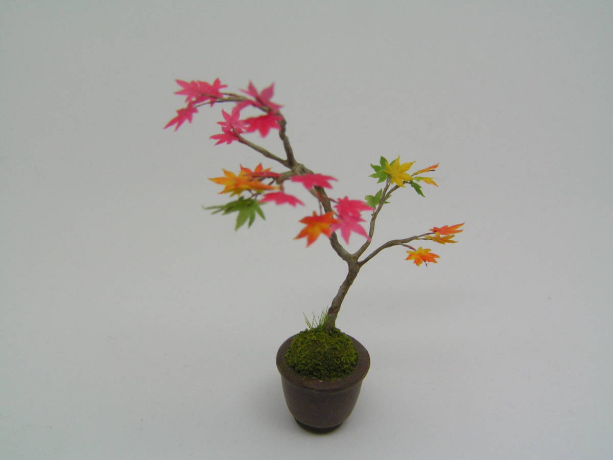 ミニチュア盆栽 もみじ-紅葉_1