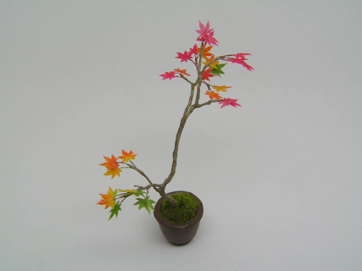 ミニチュア盆栽 もみじ-紅葉_3