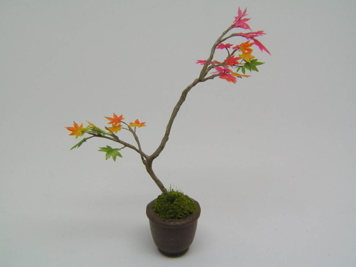 ミニチュア盆栽 もみじ-紅葉_4