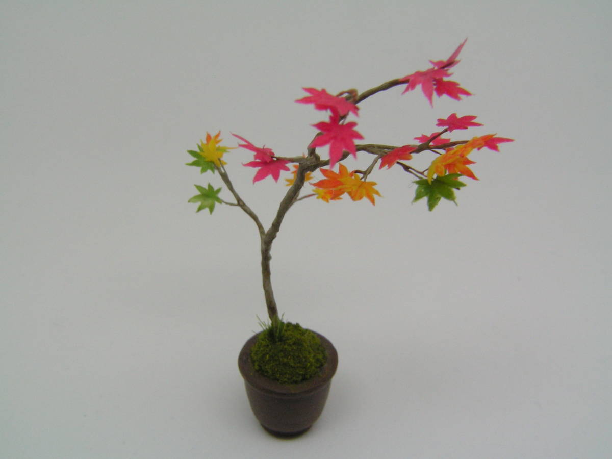 ミニチュア盆栽 もみじ-紅葉_5