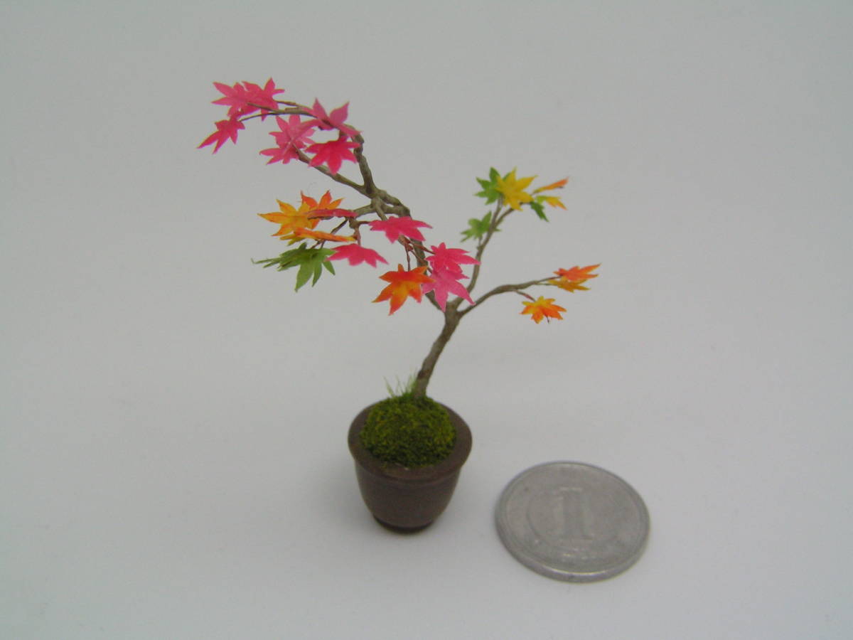 ミニチュア盆栽 もみじ-紅葉_6