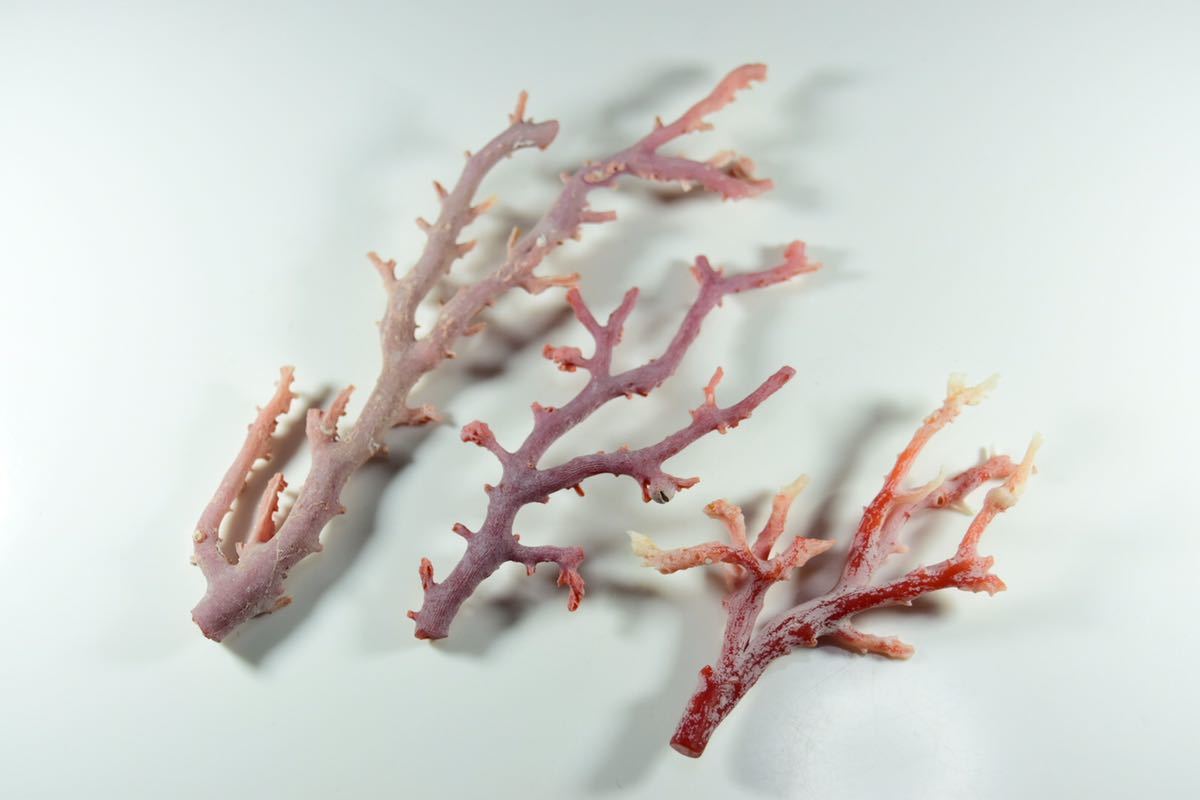 珊瑚 本珊瑚枝 血赤珊瑚原木 ルース 纏めて３本 １５ｇ 東洋彫刻 売買されたオークション情報 Yahooの商品情報をアーカイブ公開 オークファン Aucfan Com