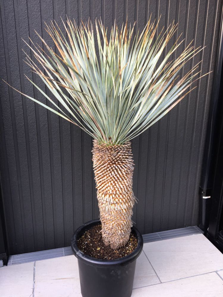 ユッカ ロストラータ良株③/Yucca rostrata ユッカロストラータ 【公式