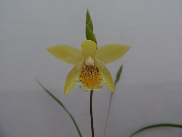 蘭 エビネ シラン 山野草 野生ラン 原種雲南産黄花小白笈 ラン 売買されたオークション情報 Yahooの商品情報をアーカイブ公開 オークファン Aucfan Com