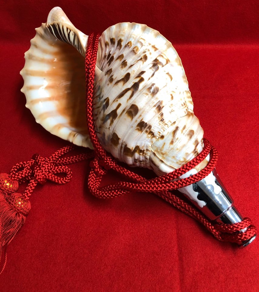 希少古代特大肉厚桃色法螺貝 （ピンク貝）法螺貝 ほら貝 ホラガイ