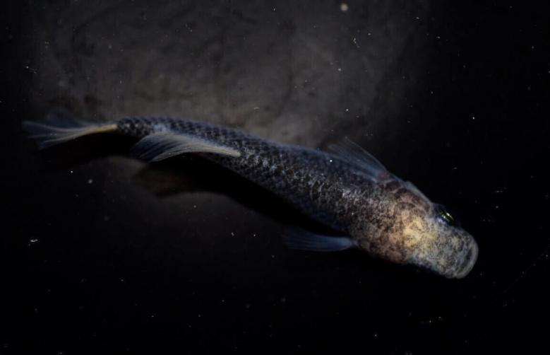 湊めだか 超 白姫 メダカ 有精卵15個 A めだか 売買されたオークション情報 Yahooの商品情報をアーカイブ公開 オークファン Aucfan Com