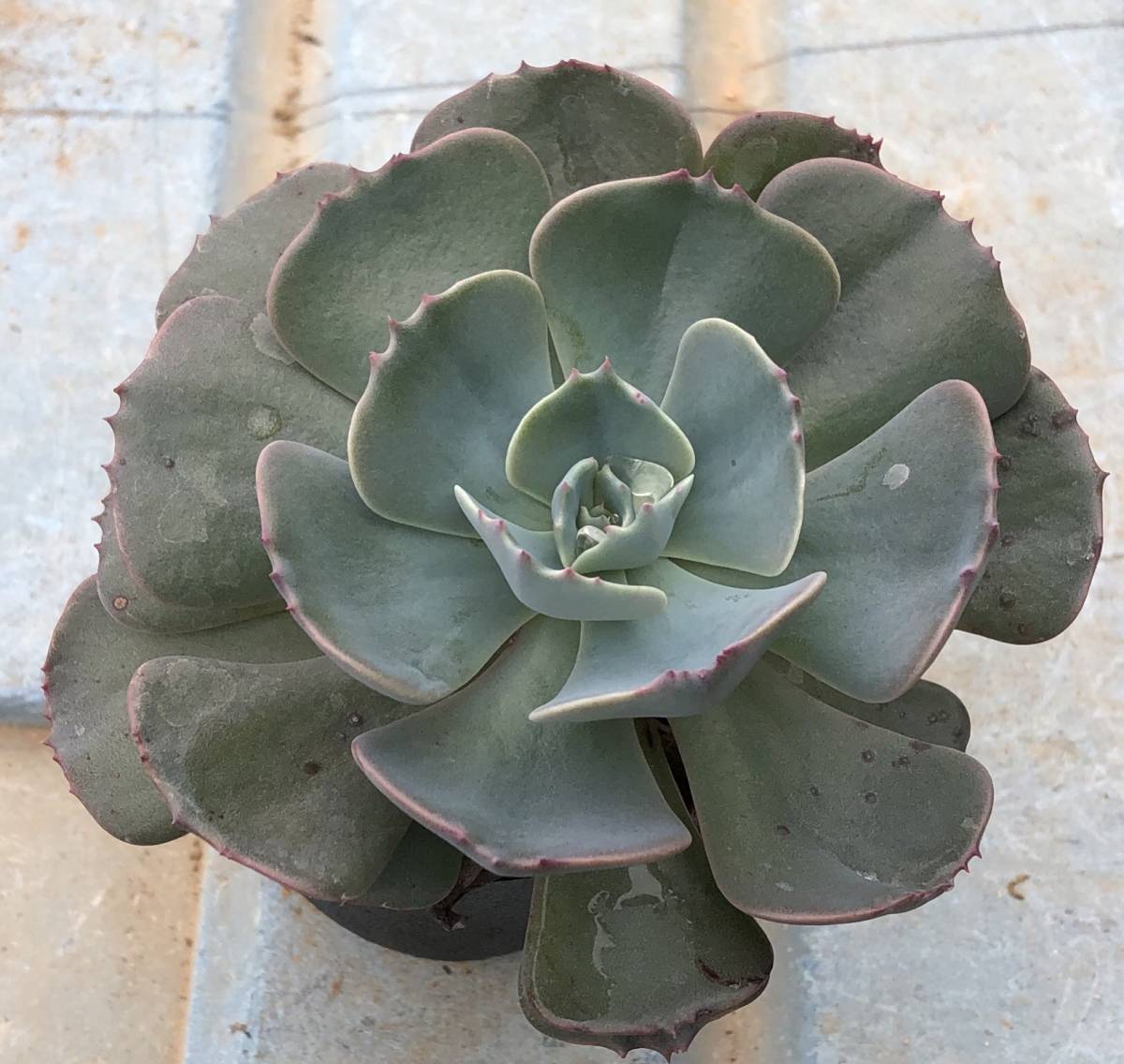 多肉植物/ハオルチア】☆丸葉白銀ピクタ錦 ☆極上斑 