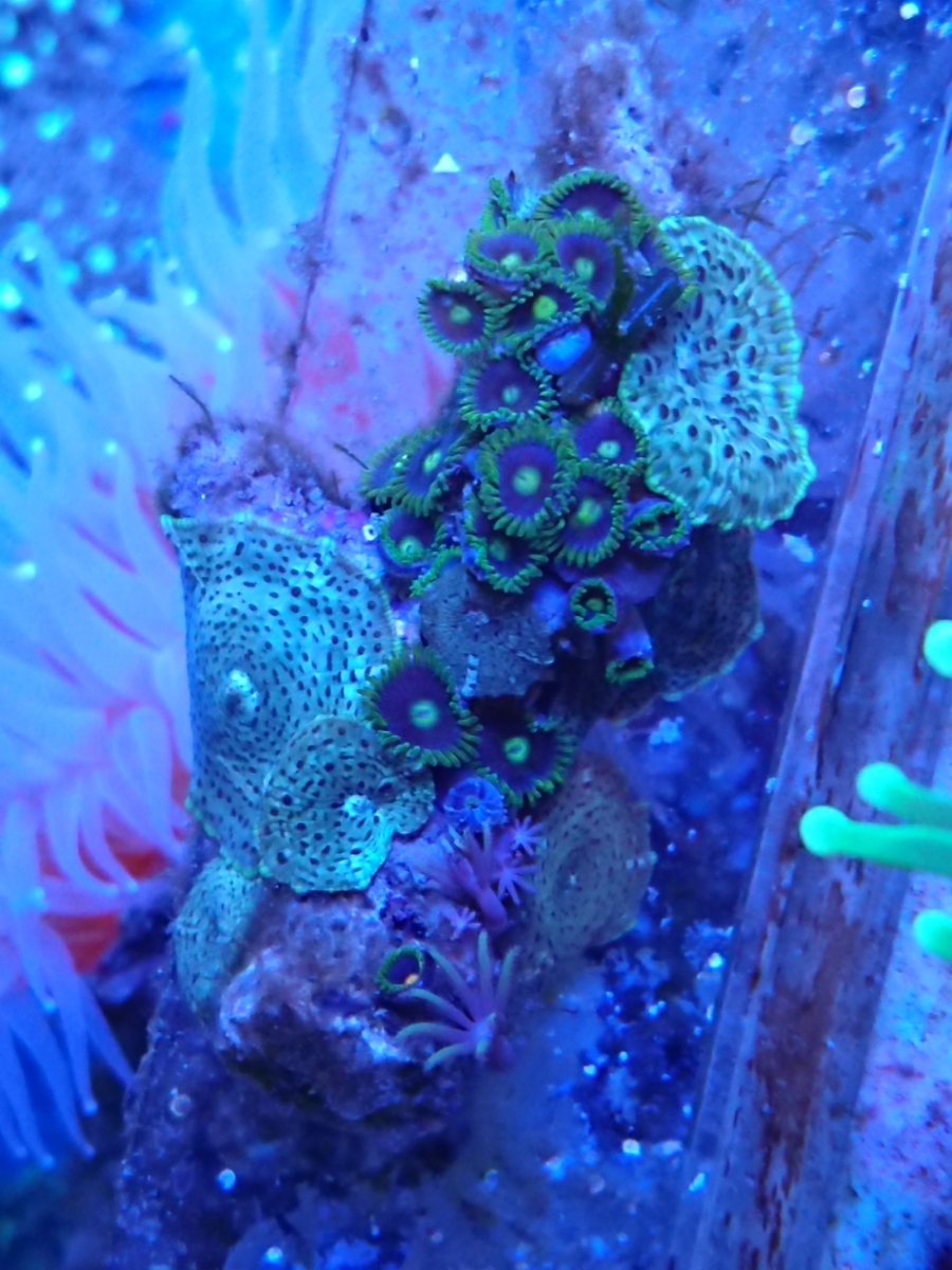 年末特別価格 サンゴ ソフト ディスク マメスナ スターポリプ 1 海水魚 売買されたオークション情報 Yahooの商品情報をアーカイブ公開 オークファン Aucfan Com