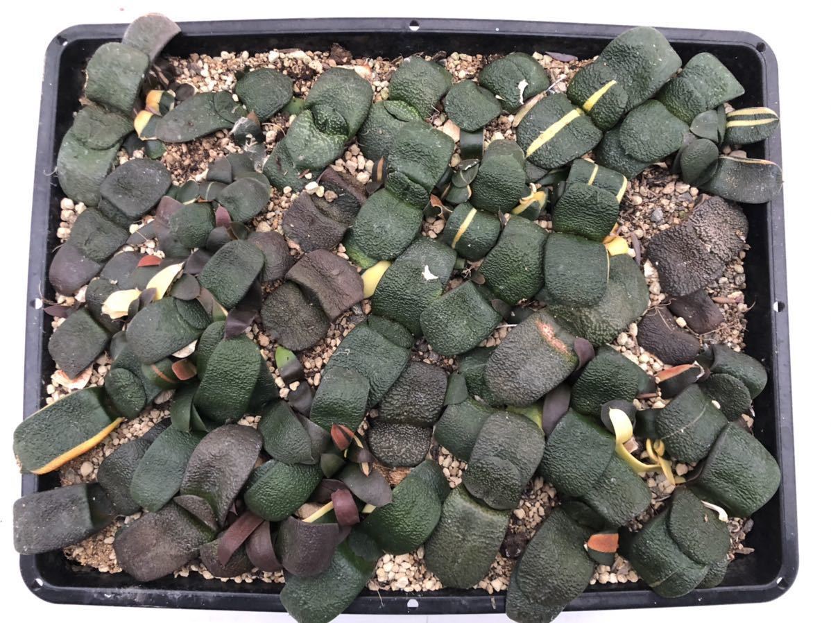 720 ○ ガステリア・臥牛 錦 ○ 広葉 軍配 パール 短葉 斑入り など
