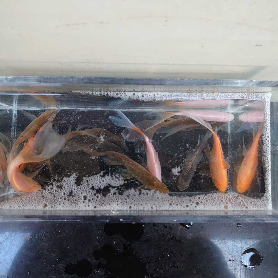 【宮城鉄魚飼育研究会】色物鉄魚10匹セット①（青、赤、白、錆、ぶち）