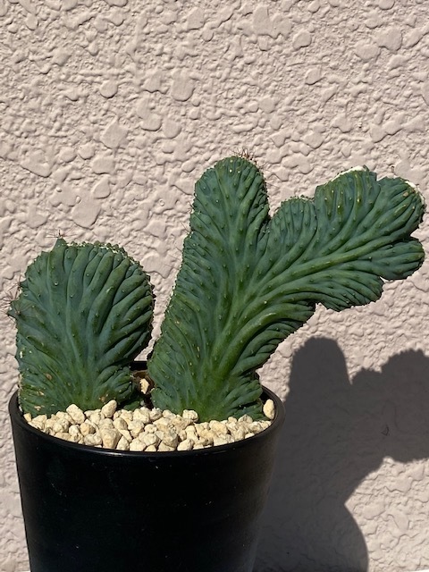 観葉植物 竜神木 錦 モンスト 綴化
