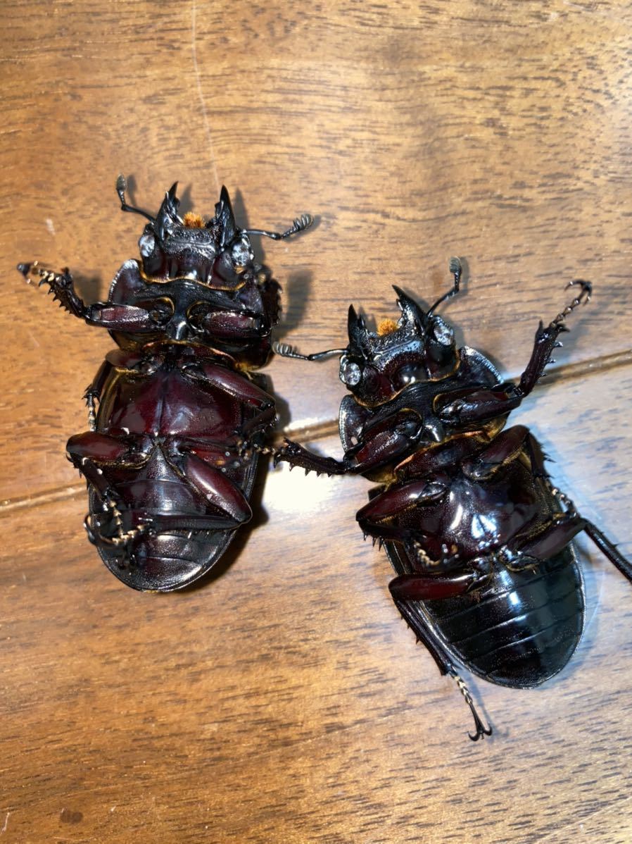 虫類 レギウスオオツヤクワガタ ♀単 3ライン