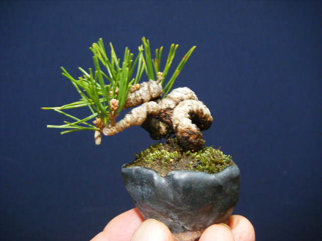 ミニ盆栽 赤松 古い木 約15cm ミニ盆栽 赤松 古い木 約15cm 園芸