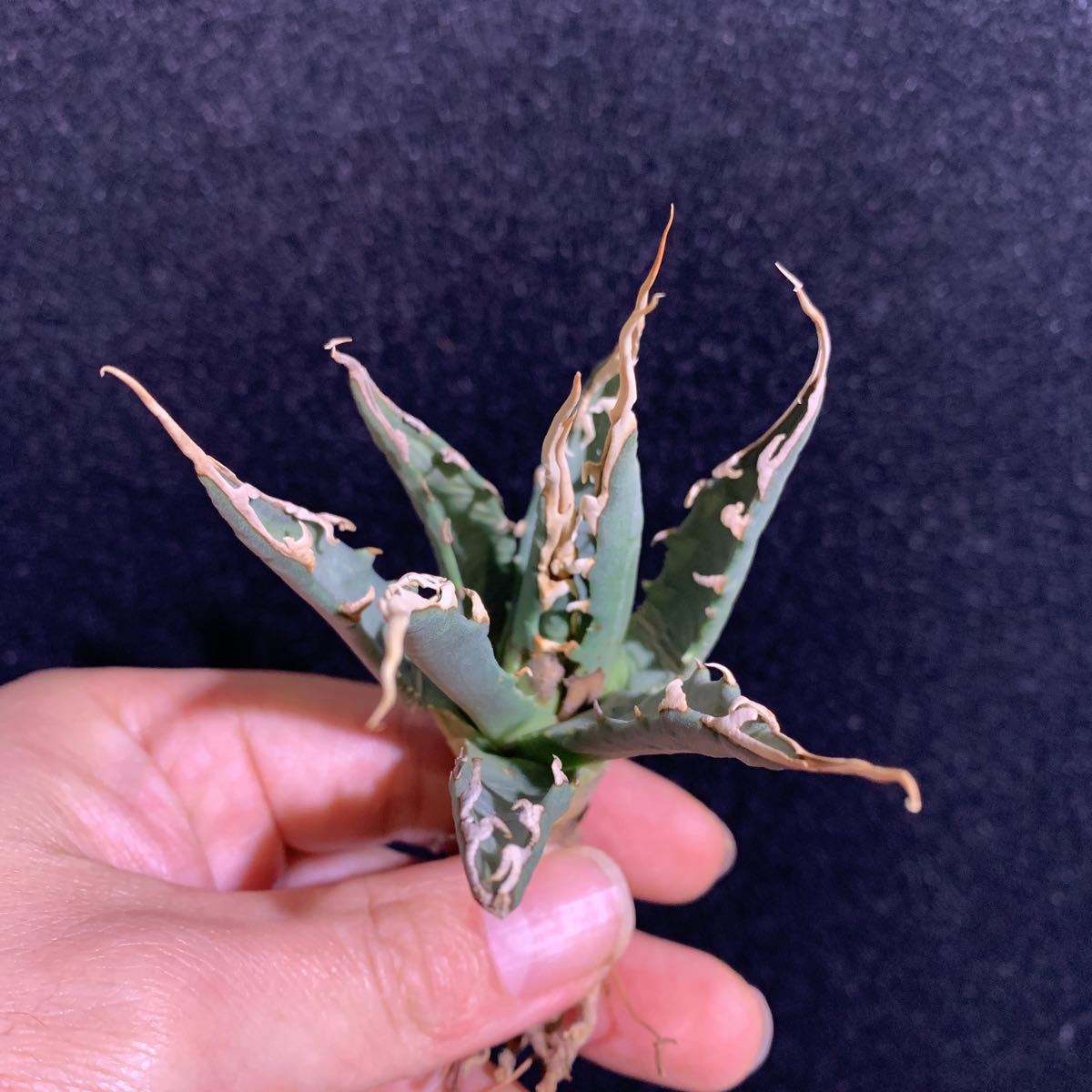  アガベ ユタエンシス エボリスピナ Agave utahensis eborispina 陽炎 コンパクト(アガベ)｜売買されたオークション情報、yahooの商品情報をアーカイブ公開 - オークファン アガベ