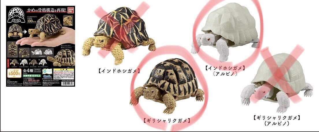 カメ ガシャポン バンダイ ギリシャリクガメ インドホシガメアルビノ 2個セット 生き物 売買されたオークション情報 Yahooの商品情報をアーカイブ公開 オークファン Aucfan Com