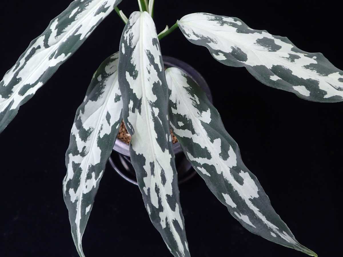 Aglaonema 氷肌玉骨 pictum Yahoo!オークション - LA便＞Aglaonema 