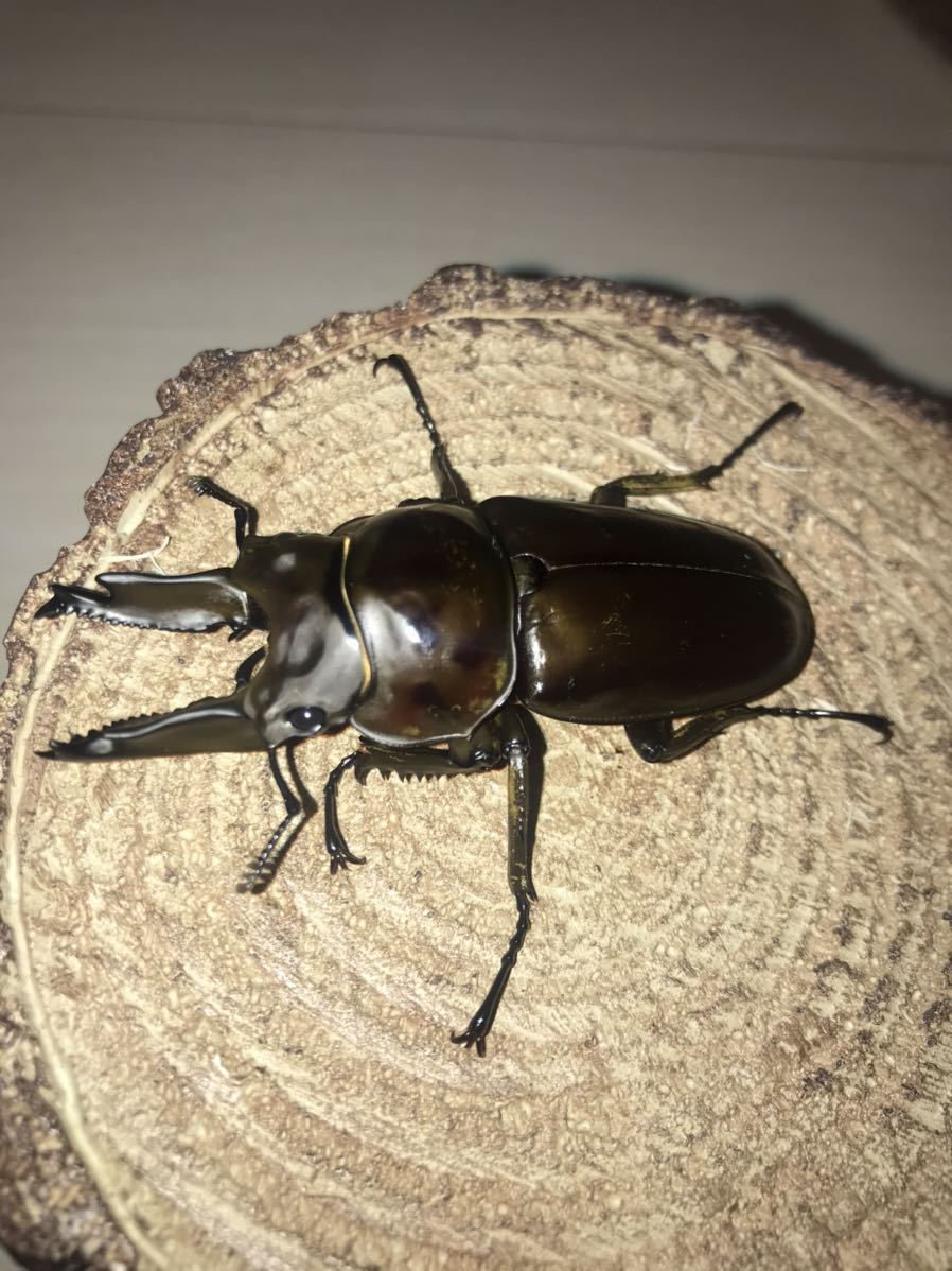 ババオウゴンオニクワガタ – 昆虫ショップNexus ペア 公式通販 成虫 