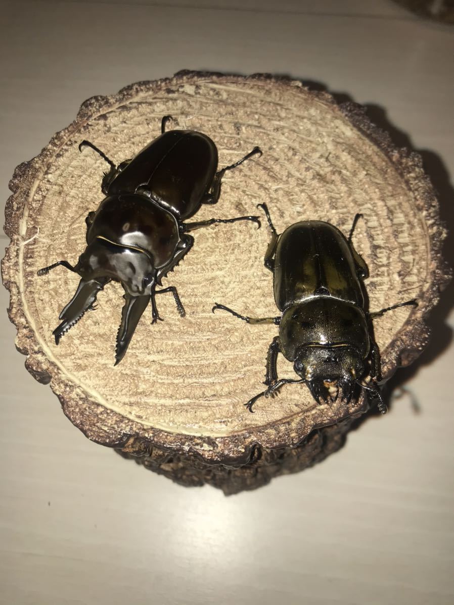 ババオウゴンオニクワガタ – 昆虫ショップNexus ペア 公式通販 成虫 