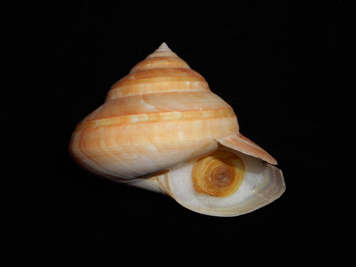 l521155705.1