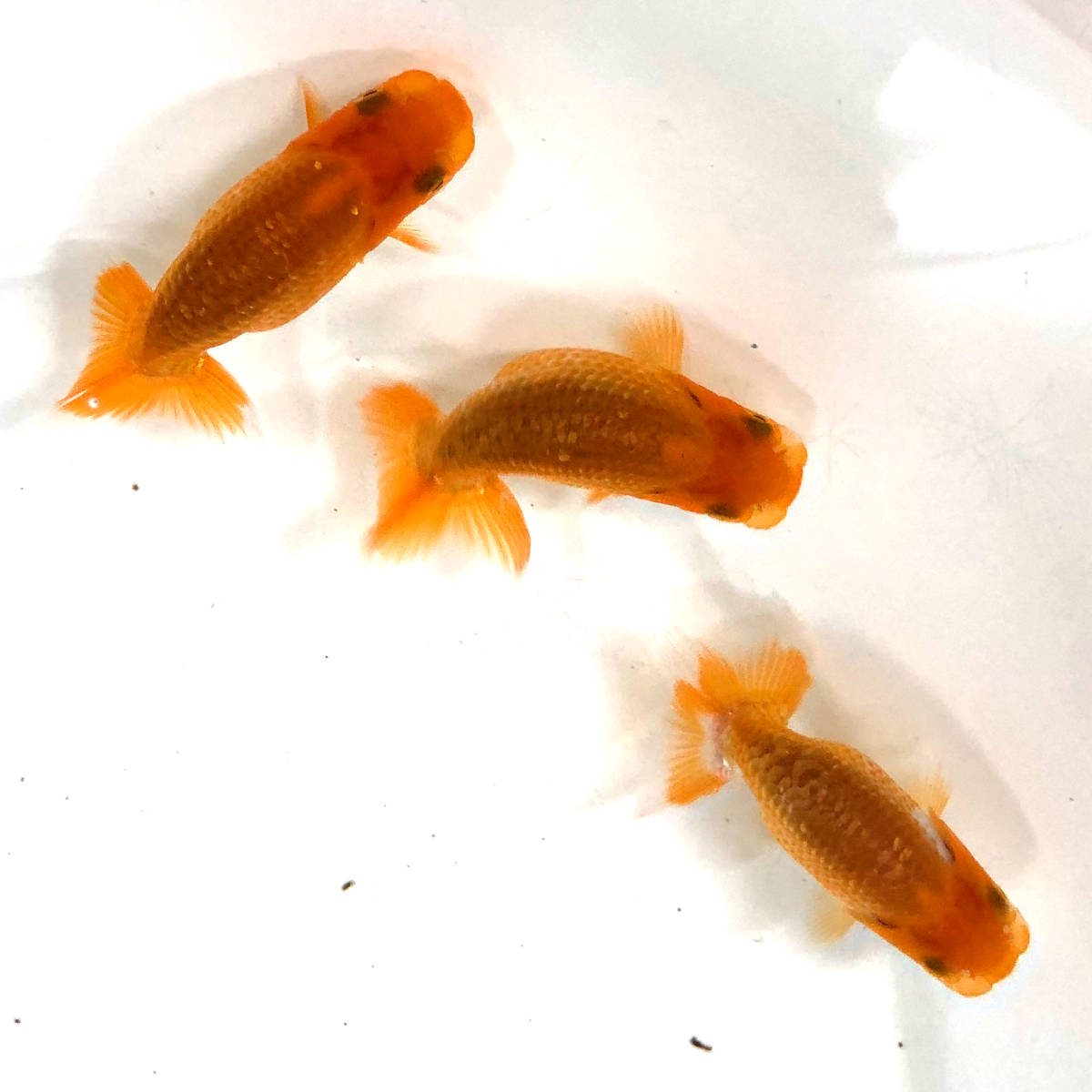 【数量限定，爆買い】 三田 之氏作出当歳魚3匹セット No4(らんちゅう)｜売買されたオークション情報、yahooの商品情報をアーカイブ公開 - オークファン らんちゅう
